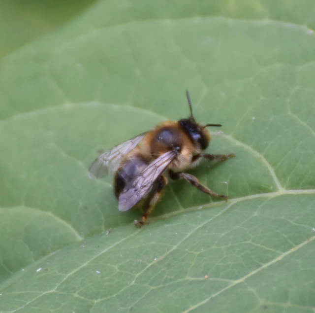 Anthophora furcata Anthophora furcata