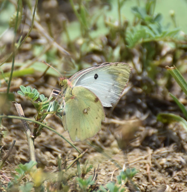 Colias alfacariensis - déli kéneslepke Colias alfacariensis - déli kéneslepke