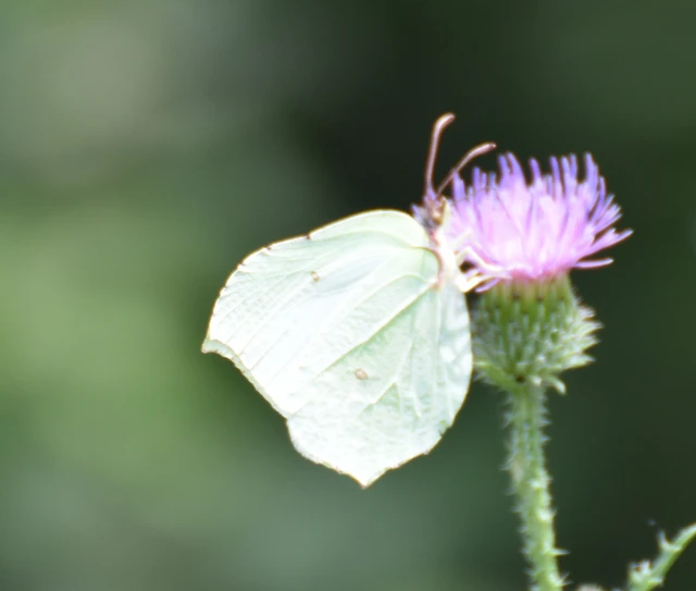 Gonepteryx rhamni - citromlepke