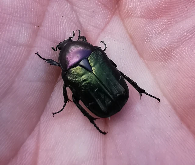 Cetonia aurata - aranyos virágbogár Cetonia aurata - aranyos virágbogár