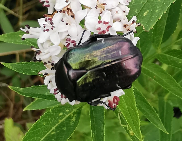 Cetonia aurata - aranyos virágbogár Cetonia aurata - aranyos virágbogár