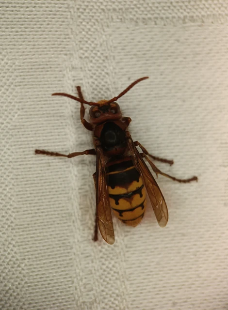 Vespa crabro - lódarázs Vespa crabro - lódarázs