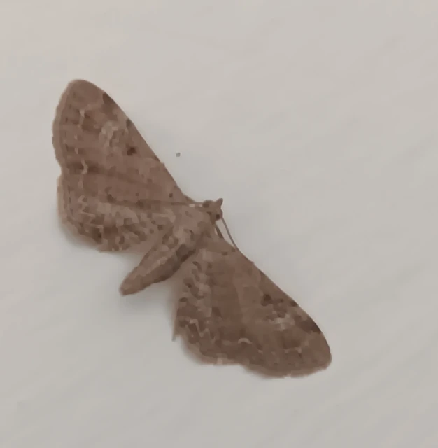 Eupithecia simpliciata - kerekszárnyú törpearaszoló