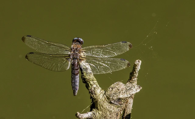Libellula fulva - kisfoltos laposacsa