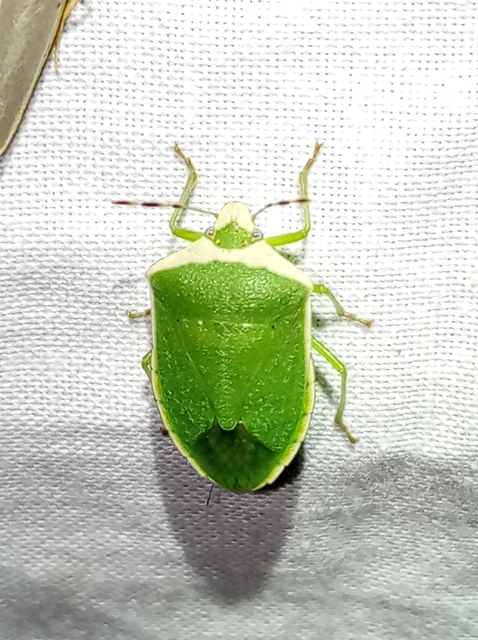 Nezara viridula - zöld vándorpoloska Nezara viridula - zöld vándorpoloska