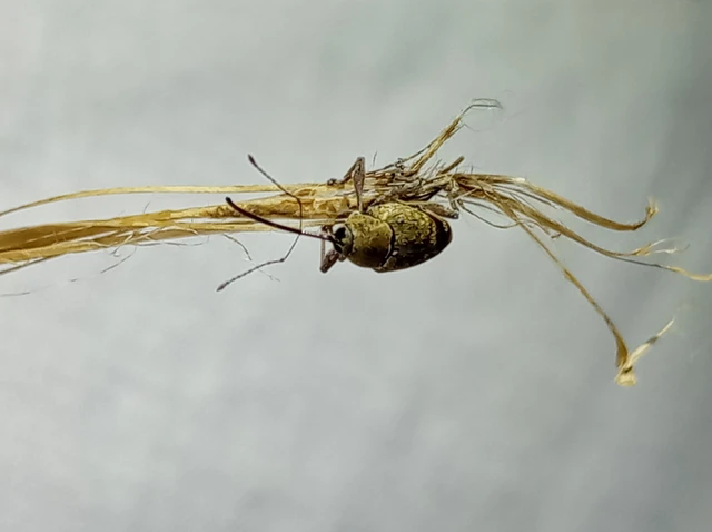 Curculio glandium - tölgymakkzsuzsóka Curculio glandium - tölgymakkzsuzsóka