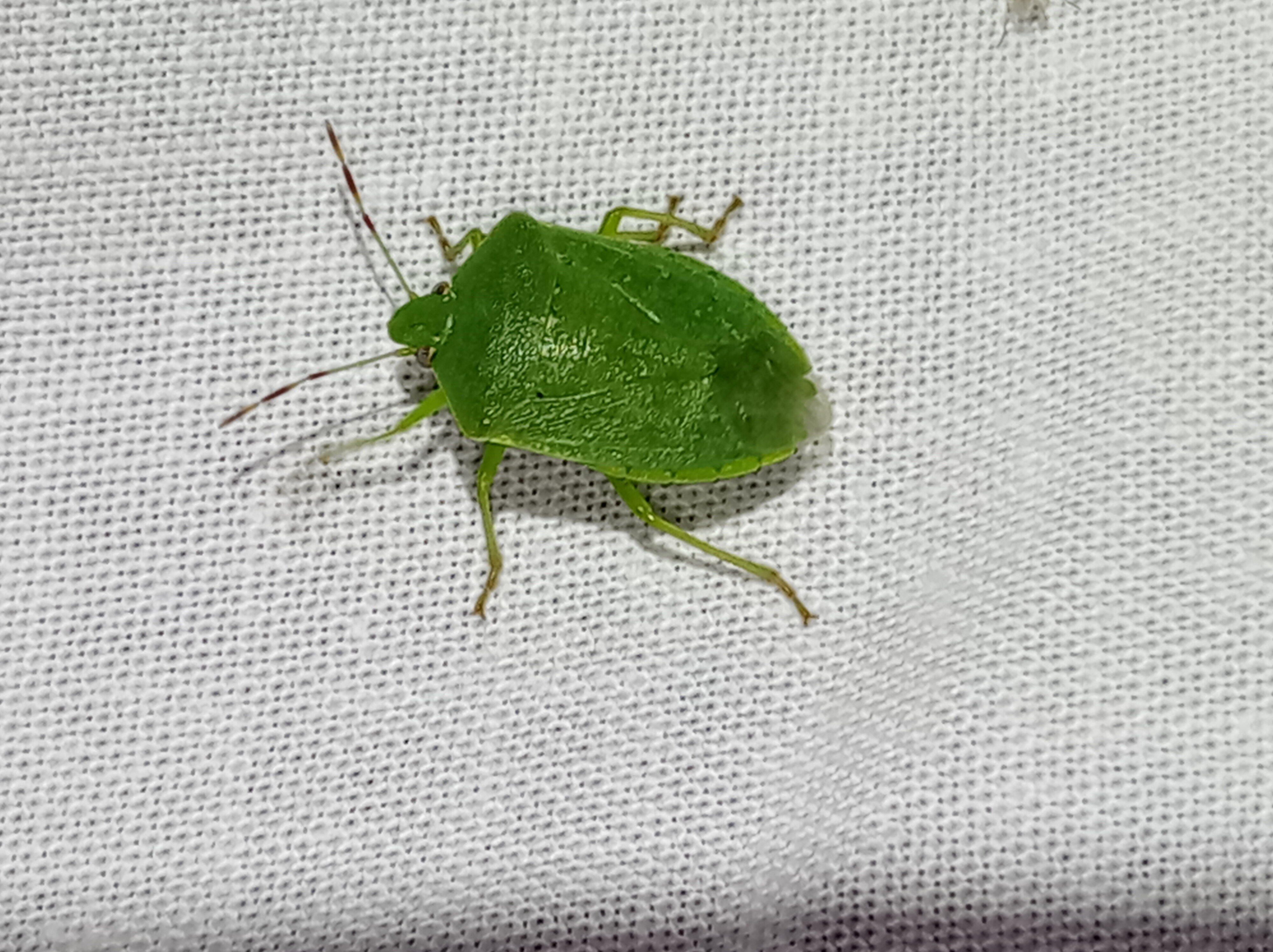 Nezara viridula - zöld vándorpoloska