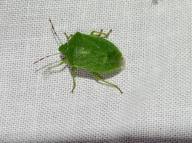 Nezara viridula - zöld vándorpoloska Nezara viridula - zöld vándorpoloska