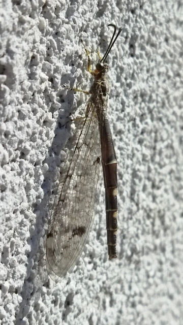 Distoleon tetragrammicus - négyfoltos hangyaleső Distoleon tetragrammicus - négyfoltos hangyaleső