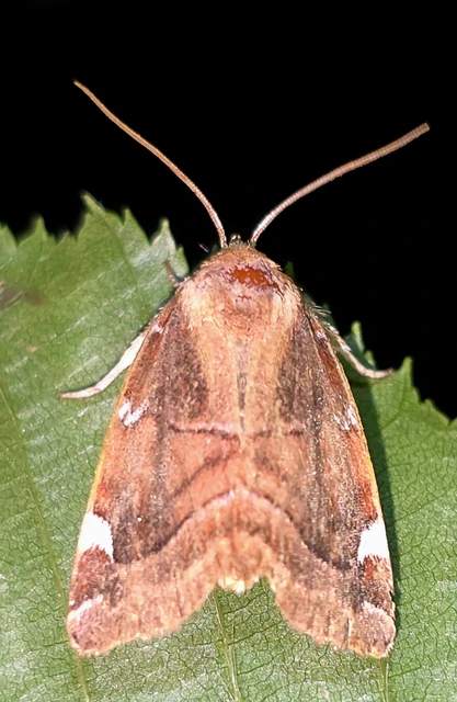 Cosmia diffinis - szilfa-lombbagoly