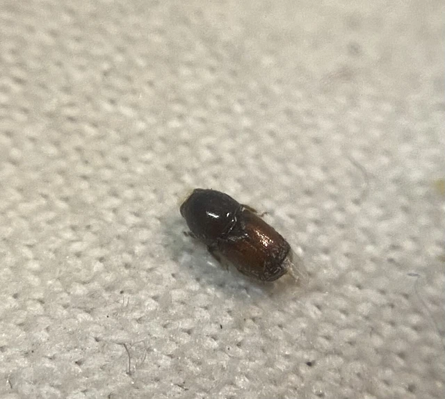 Coleoptera - Bogarak Coleoptera - Bogarak