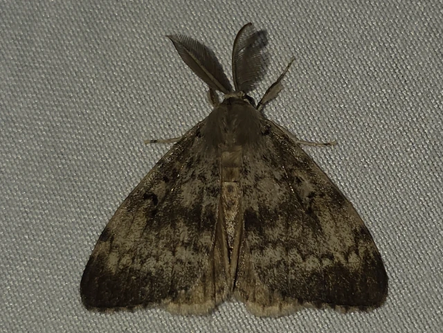 Lymantria dispar - gyapjaslepke