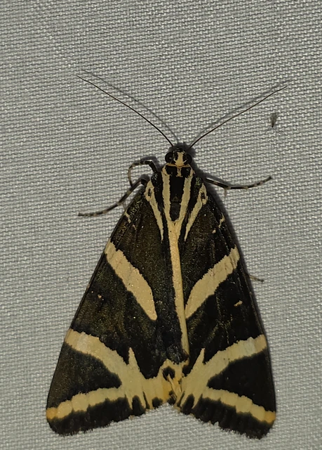 Euplagia quadripunctaria - csíkos medvelepke