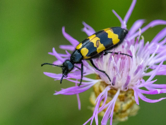 Mylabris variabilis - szalagos hólyaghúzó