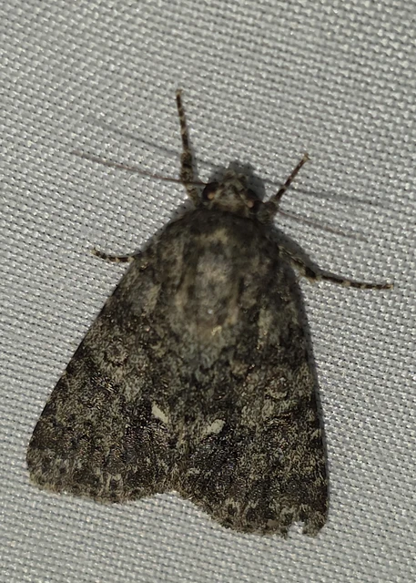 Acronicta rumicis - sóska-szigonyosbagoly