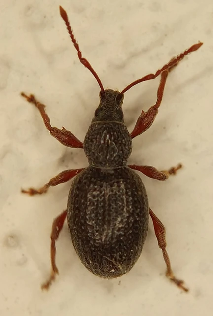 Otiorhynchus ovatus - apró gyalogormányos Otiorhynchus ovatus - apró gyalogormányos
