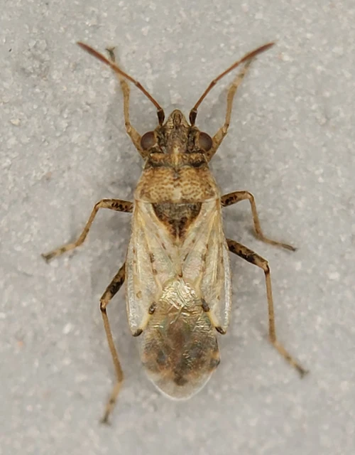 Nysius Nysius