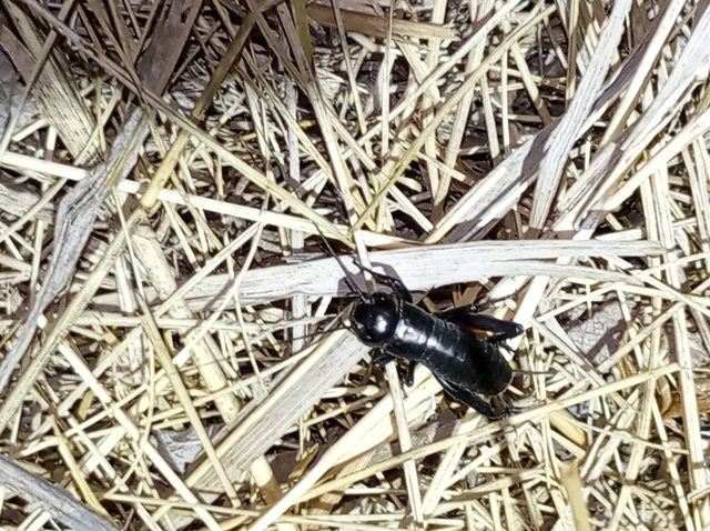 Gryllus campestris - mezei tücsök