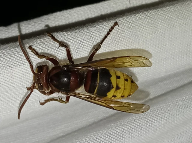 Vespa crabro - lódarázs Vespa crabro - lódarázs