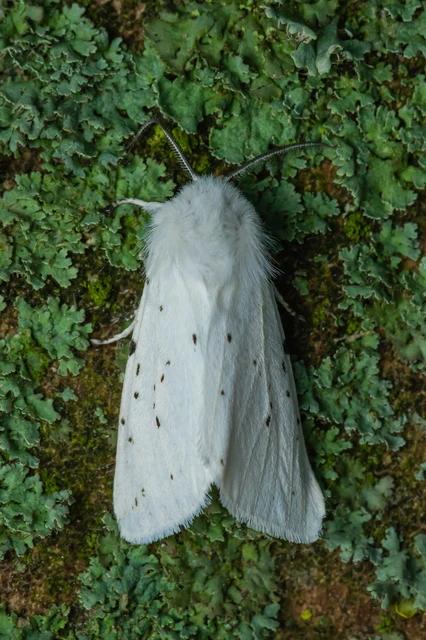 Spilosoma lubricipedum - tejszínű medvelepke Spilosoma lubricipedum - tejszínű medvelepke