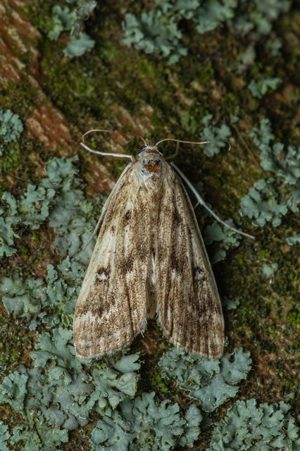 Microlepidoptera - Molylepkék Microlepidoptera - Molylepkék