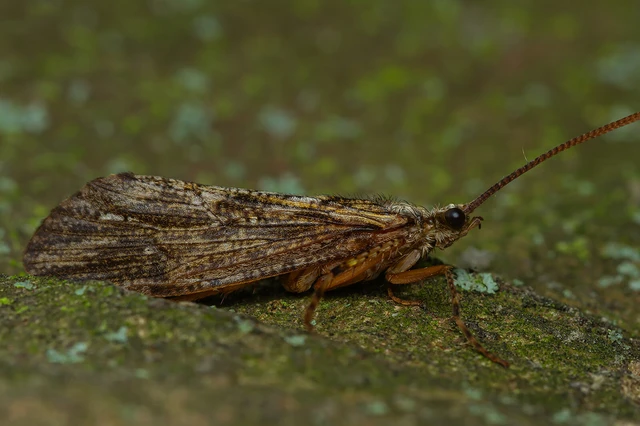 Trichoptera - Tegzesek Trichoptera - Tegzesek
