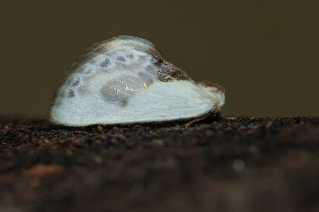 Cilix glaucata - törpe sarlósszövő Cilix glaucata - törpe sarlósszövő
