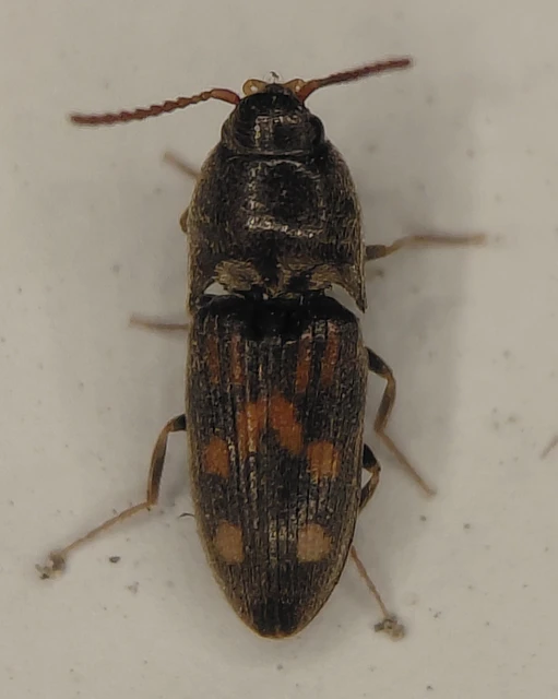 Drasterius bimaculatus - változékony pattanó