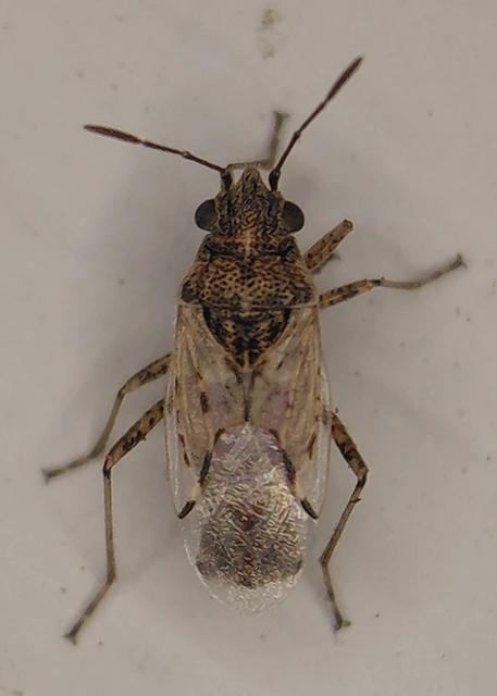 Nysius Nysius