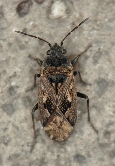 Sphragisticus nebulosus - foltos bodobács