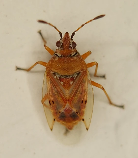 Kleidocerys resedae - nyírbodobács Kleidocerys resedae - nyírbodobács