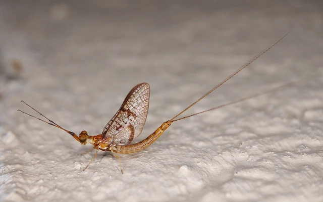 Ephemera glaucops