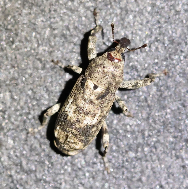 Gasterocercus depressirostris - laposorrú ormányos Gasterocercus depressirostris - laposorrú ormányos