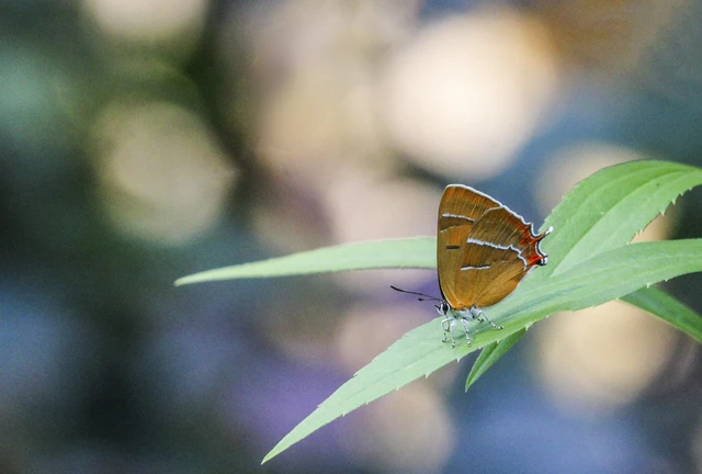 Thecla betulae - nyírfalepke