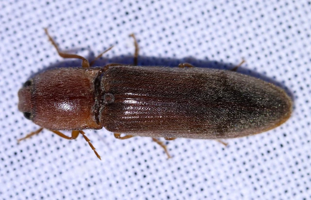 Stenagostus rhombeus - rombusznyakú pattanó