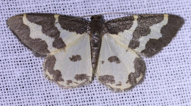 Lomaspilis marginata - szegélyes nyárfaaraszoló