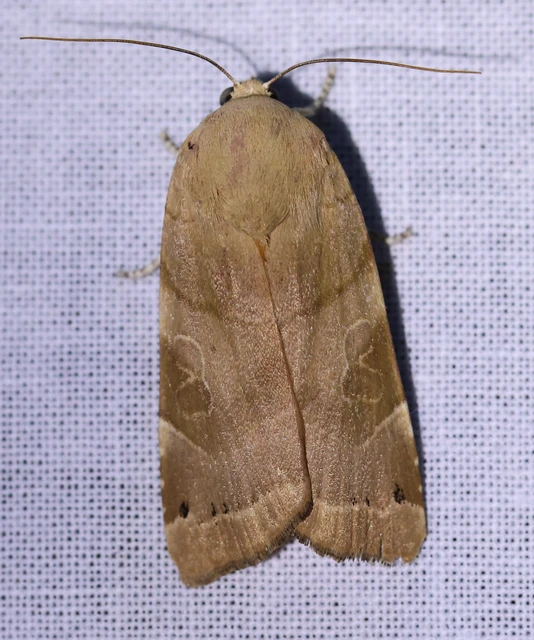 Noctua fimbriata - szélessávú sárgafűbagoly
