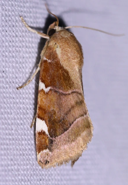 Cosmia diffinis - szilfa-lombbagoly