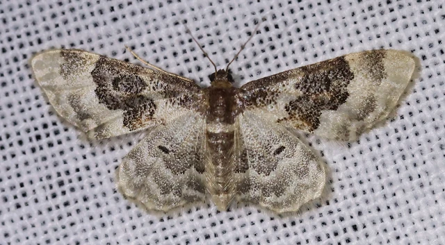 Idaea rusticata - tarka apróaraszoló
