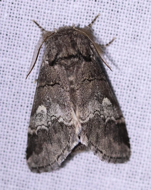 Drymonia querna - tölgyfa-púposszövő