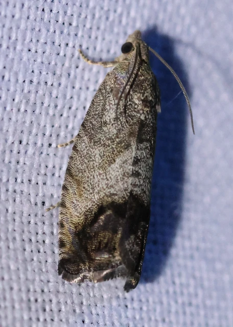 Microlepidoptera - Molylepkék