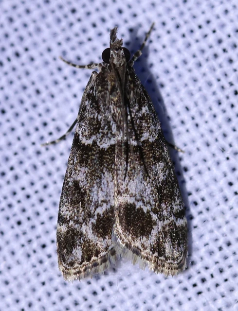 Microlepidoptera - Molylepkék