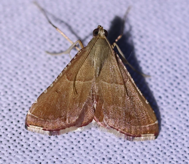 Endotricha flammealis - tüzesszárnyú fényilonca
