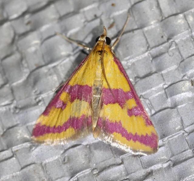 Pyrausta sanguinalis - vérszínű bíbormoly