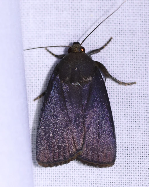 Amphipyra livida - zsírfényű bagoly