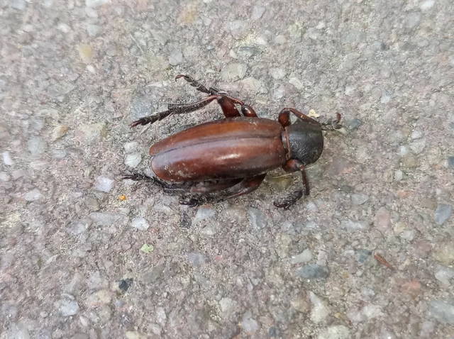 Dorcadion fulvum - barna gyalogcincér