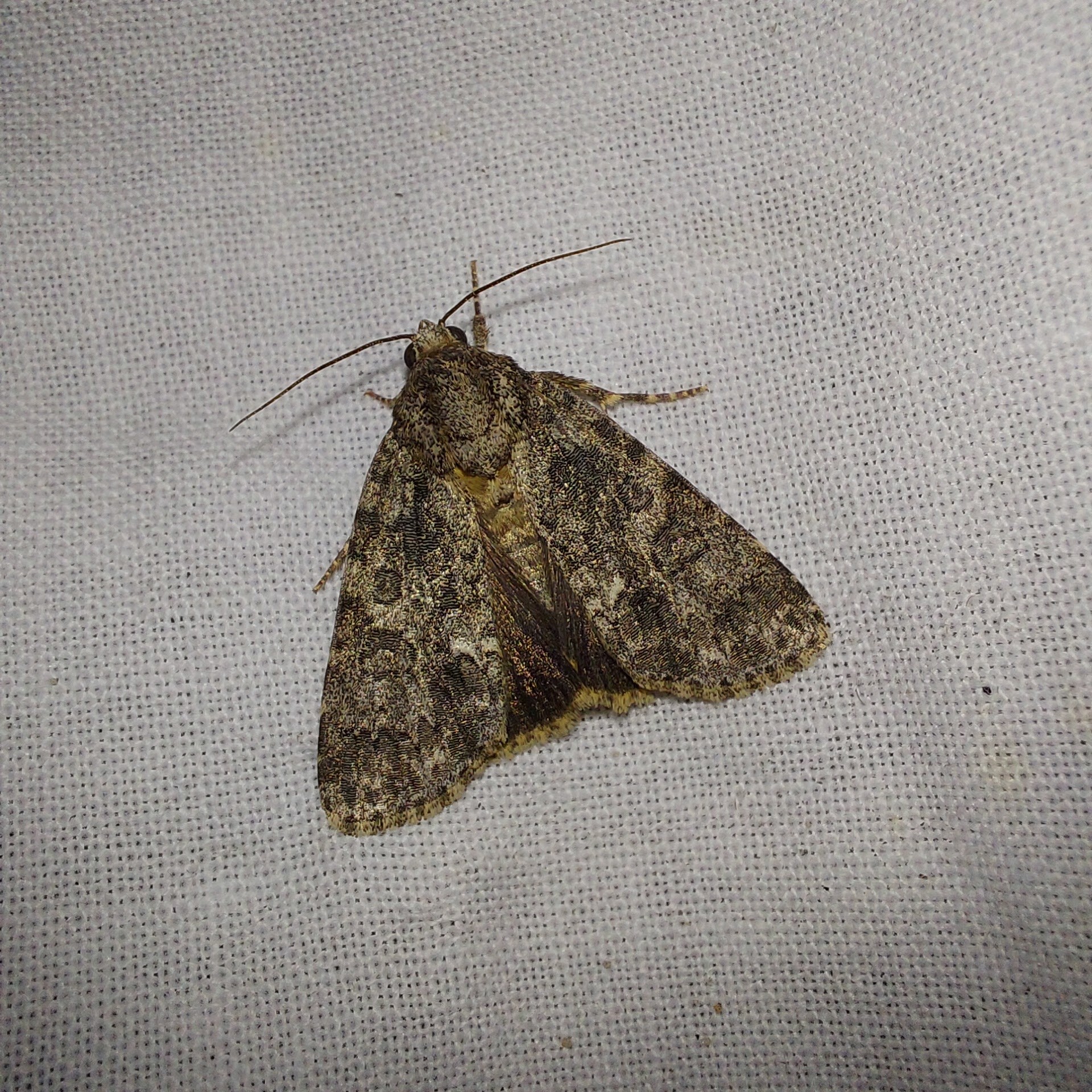 Acronicta rumicis - sóska-szigonyosbagoly