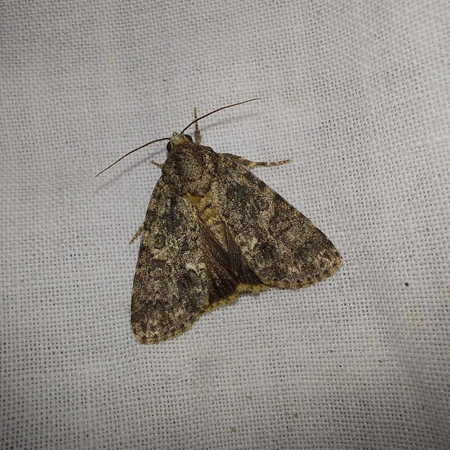 Acronicta rumicis - sóska-szigonyosbagoly Acronicta rumicis - sóska-szigonyosbagoly