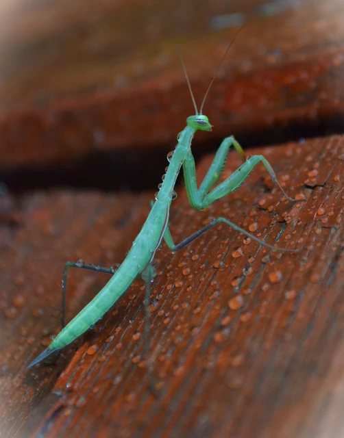 Mantis religiosa - imádkozósáska Mantis religiosa - imádkozósáska