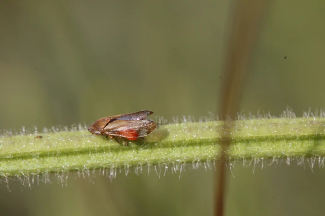 Auchenorrhyncha - Kabócák Auchenorrhyncha - Kabócák